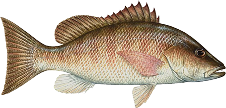Mangrove Snapper Cape Canaveral Fishing
