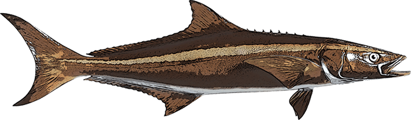 Cobia Port Canaveral Fishing