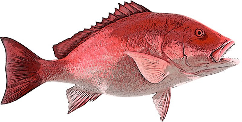 Snapper Cape Canaveral Fishing
