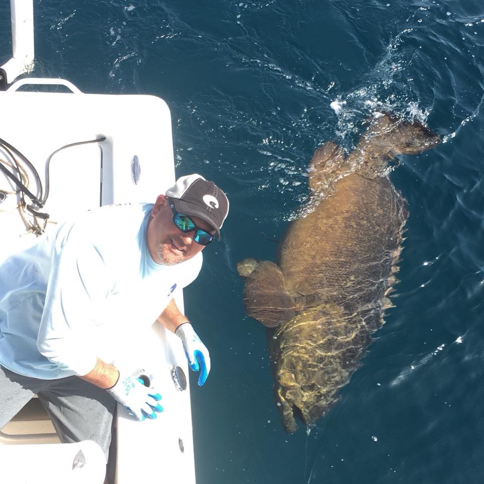 how much does a grouper weigh, man leaning off of boat with grouper in the water