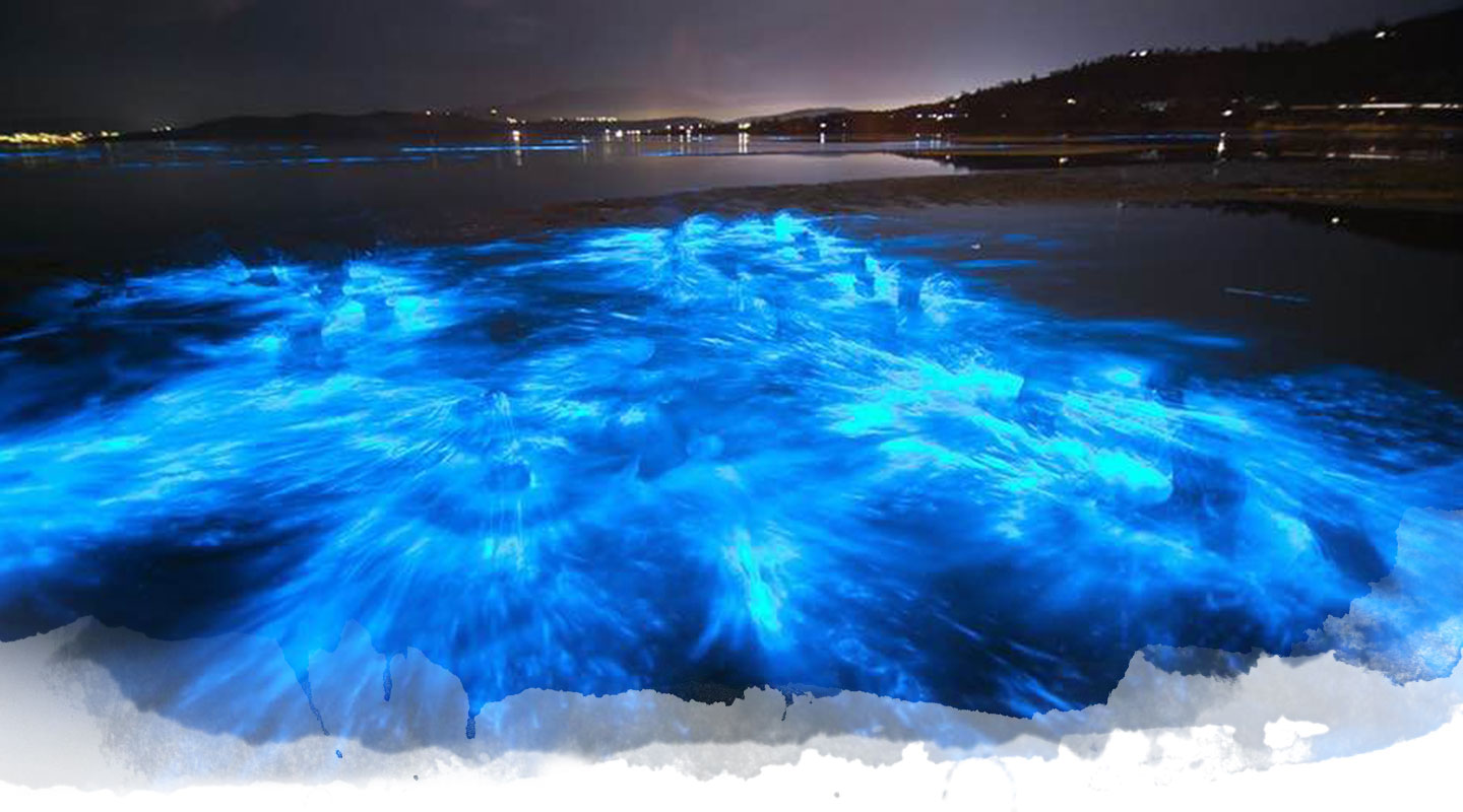 bioluminescence florida tour