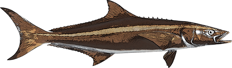 Cobia illustration