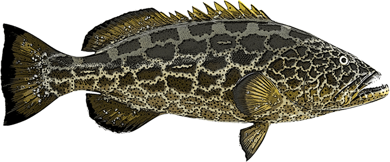 Grouper illustration