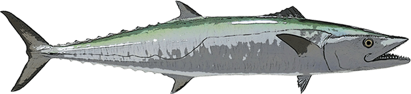 King Mackerel illustration