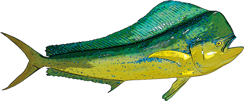 Mahi Mahi illustration