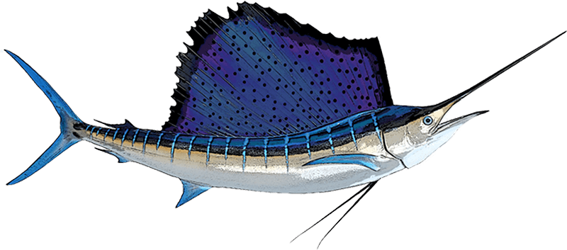 Sailfish illustration