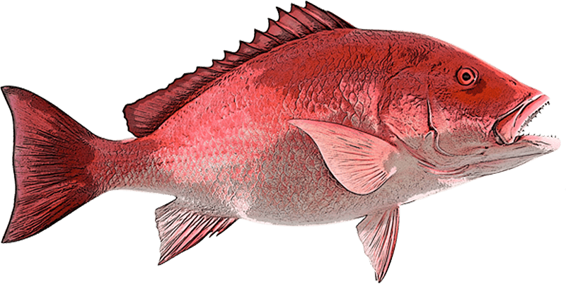 Snapper illustration