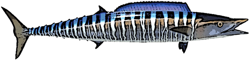 Wahoo illustration